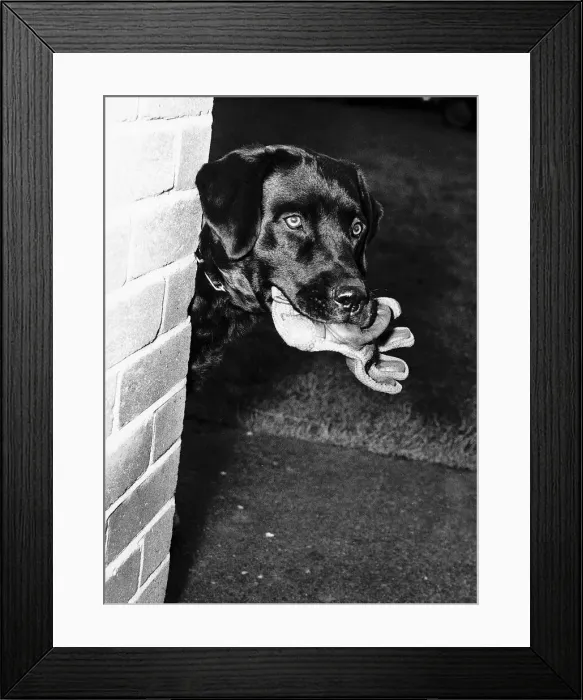 Framed Print : Pytch a sleek eight month old Labrador is being trained to hunt out marijuana Framed Print : Pytch a sleek eight month old Labrador is being trained to hunt out marijuana