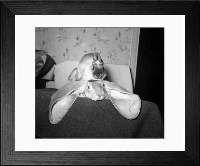Framed Print : Rabbit with big ears October 1962
