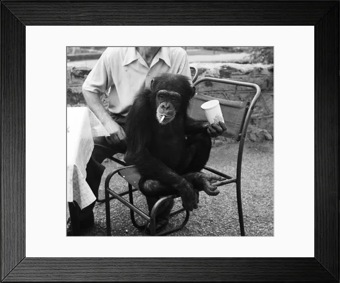 Framed Print : Joe the chimp enjoys a well earned cigarette at Chester Zoo 1955 Framed Print : Joe the chimp enjoys a well earned cigarette at Chester Zoo 1955