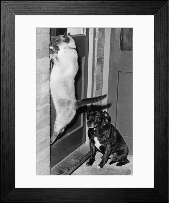Framed Print : Tuppence the Siamese Cat opening Door 1980 Framed Print : Tuppence the Siamese Cat opening Door 1980