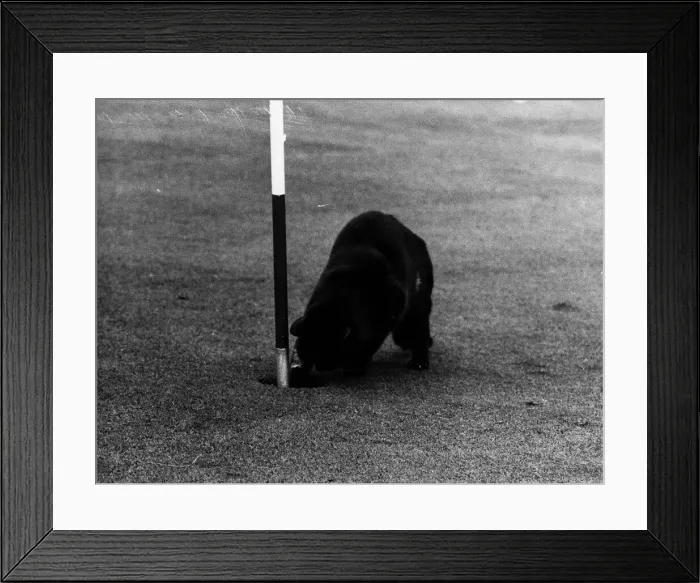 Framed Print : Cat called Chick stealing golf balls from hole on green Redditch golf course owner Rita