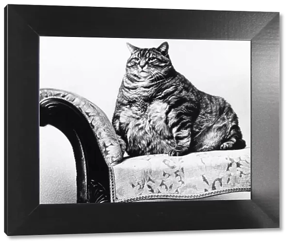 A fat cat in every sense of the term Joseph weighed 28lbs when his British mistress