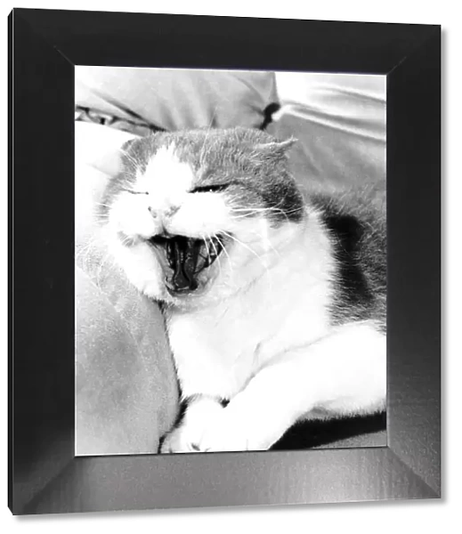 Bruno cat Cat hissing with mouth wide open circa 1980