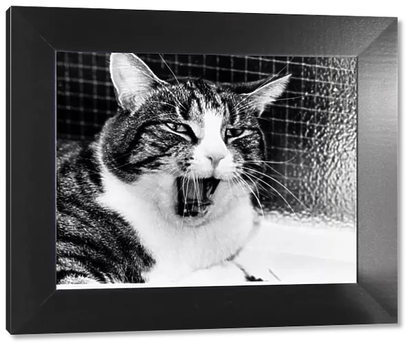 Spyke cat cat yawning - mouth open circa 1980