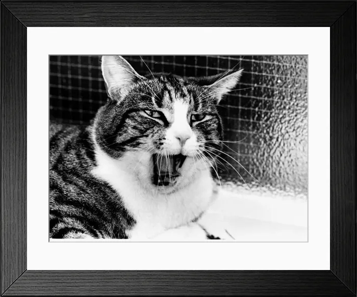 Framed Print : Spyke cat cat yawning - mouth open circa 1980 Framed Print : Spyke cat cat yawning - mouth open circa 1980