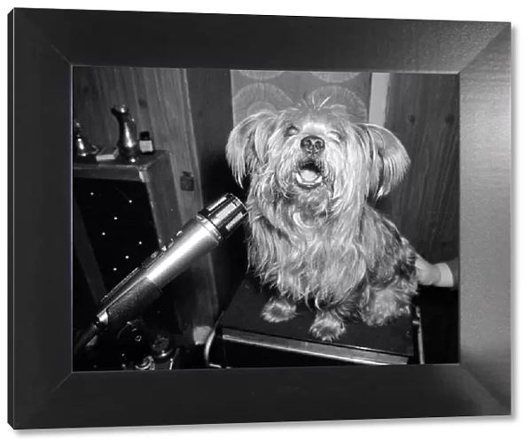 Prince the singing Yorkshire Terrier recording his first single Dogs cute
