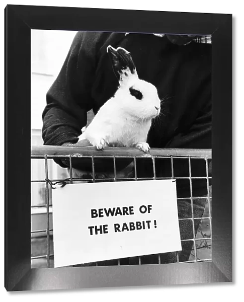 Animals Rabbits - Skippy the rabbit acts as a guard dog by biting people circa