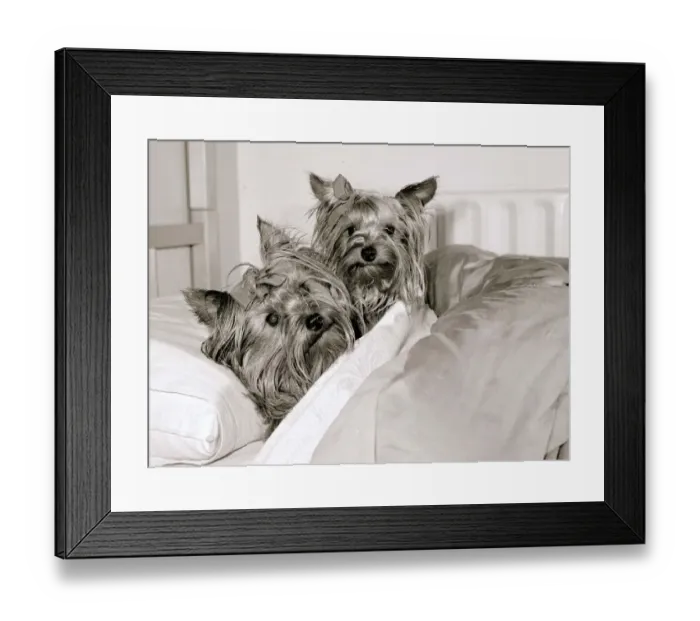 Framed Print : Two Yorkshire Terrier Dogs get five star treatment at exclusive kennels near great Framed Print : Two Yorkshire Terrier Dogs get five star treatment at exclusive kennels near great