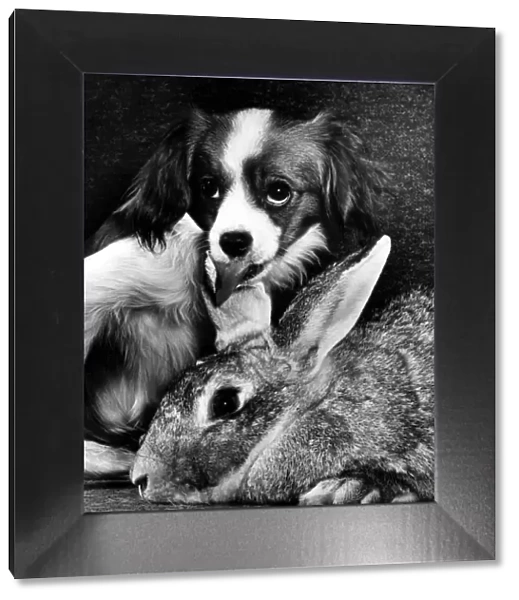 Animal Dog Papalier Puppy February 1964 Benji the 3 years old Chinchilla rabbit is