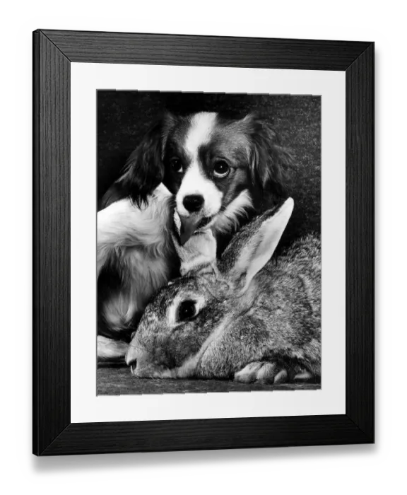Framed Print : Animal Dog Papalier Puppy February 1964 Benji the 3 years old Chinchilla rabbit is Framed Print : Animal Dog Papalier Puppy February 1964 Benji the 3 years old Chinchilla rabbit is