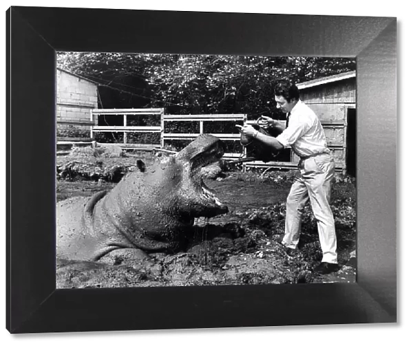Animal Hippopotamus June 1968 Mr Brian Stoke manager at Plymouth Zoo found out that