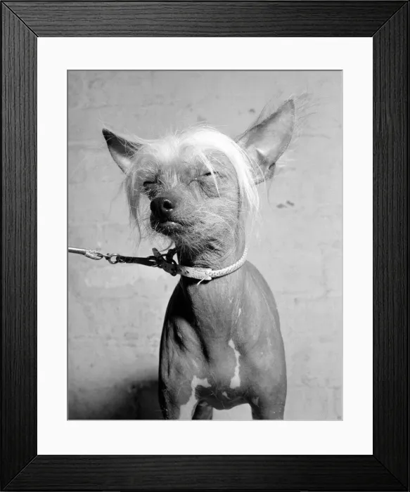Framed Print : Alto is a Chinese Crested Bitch and is two years old. Owned by Ruth Harris of Stonehouse