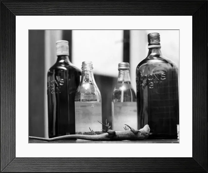 Framed Print : Humphrey the drunk newt December 1975 out cold on his back after a session on the gin Framed Print : Humphrey the drunk newt December 1975 out cold on his back after a session on the gin