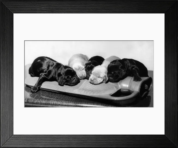 Framed Print : One-day-old Cocker Spaniel puppies share a hot water bottle while mum is off on a stroll Framed Print : One-day-old Cocker Spaniel puppies share a hot water bottle while mum is off on a stroll