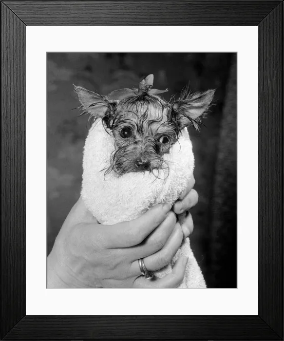 Framed Print : Honeybee the miniature Yorkshire terrier belongs to Mrs Connie Hutchin of Lorne Road Framed Print : Honeybee the miniature Yorkshire terrier belongs to Mrs Connie Hutchin of Lorne Road