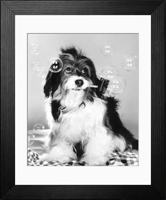 Framed Print : Pippin the famous TV dog has learnt the art of bubble blowing Framed Print : Pippin the famous TV dog has learnt the art of bubble blowing