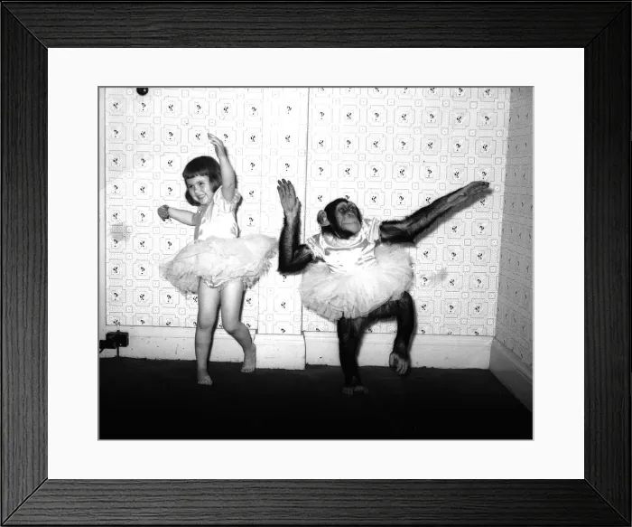 Framed Print : Chimpanzee dancing with girl 1957 Animals Unusual Conda the chimp from Billy