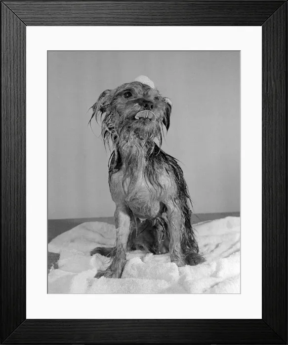 Framed Print : I am just a lad from Yorkshire, and my master moved to London Framed Print : I am just a lad from Yorkshire, and my master moved to London