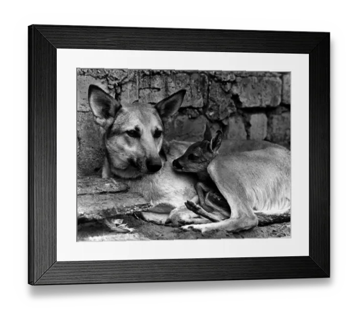 Framed Print : Animals Dog Alsatian May 1972 Flora a farmers Alsatian was a good mum lto a baby Framed Print : Animals Dog Alsatian May 1972 Flora a farmers Alsatian was a good mum lto a baby