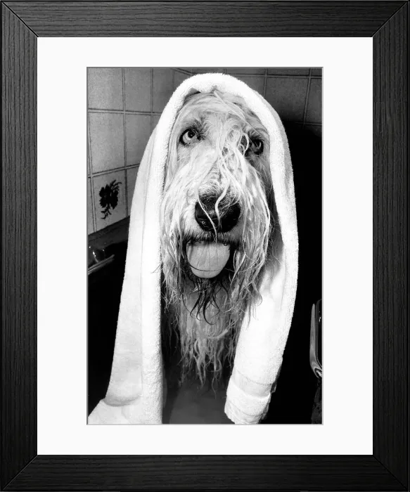 Framed Print : Animals Humour Dogs June 1984 This dog doing a Henry Cooper look Framed Print : Animals Humour Dogs June 1984 This dog doing a Henry Cooper look