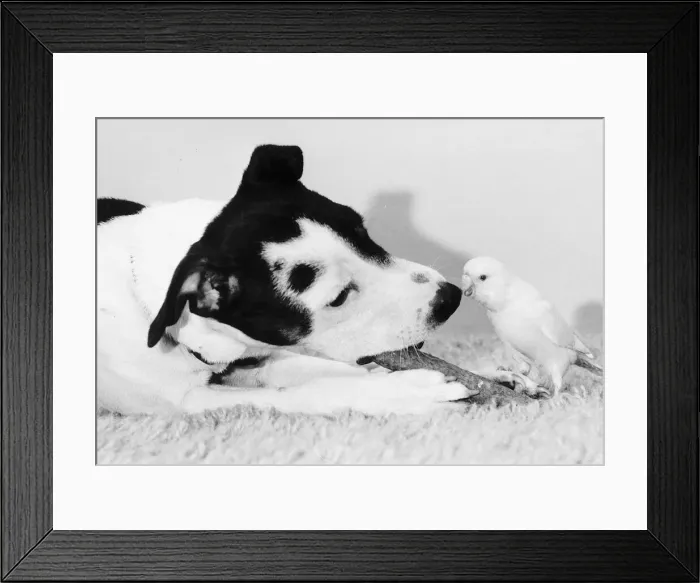 Framed Print : Joey the Budgie pecks nose of Jack Russell dog 1985 Framed Print : Joey the Budgie pecks nose of Jack Russell dog 1985