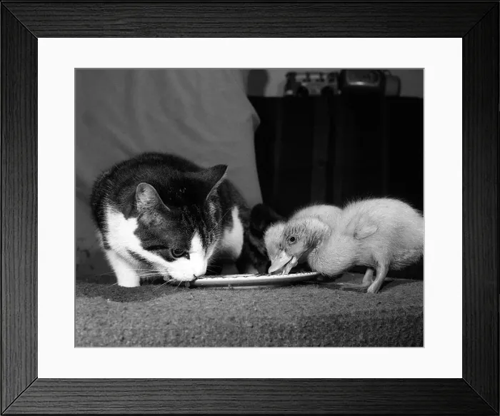 Framed Print : Animals Birds Ducks Ducklings January 1984 These two ducklings are lucky to be Framed Print : Animals Birds Ducks Ducklings January 1984 These two ducklings are lucky to be