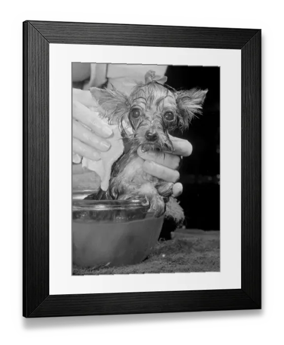Framed Print : Honeybee the miniature Yorkshire terrier belongs to Mrs Connie Hutchin of Lorne Road