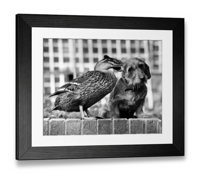 Framed Print : Ping the Mallard Duck gently nuzzles her pal Bramble, a wire haired Dachshund at their