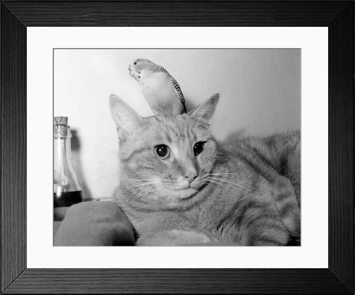 Framed Print : Animals cats and birds budgies budgie on cats head January 1955 Framed Print : Animals cats and birds budgies budgie on cats head January 1955