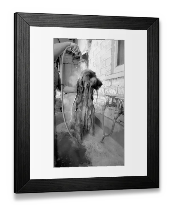 Framed Print : Miss Carol Walkden of Garston, near Watford in Hertfordshire prepares her champion Afghan