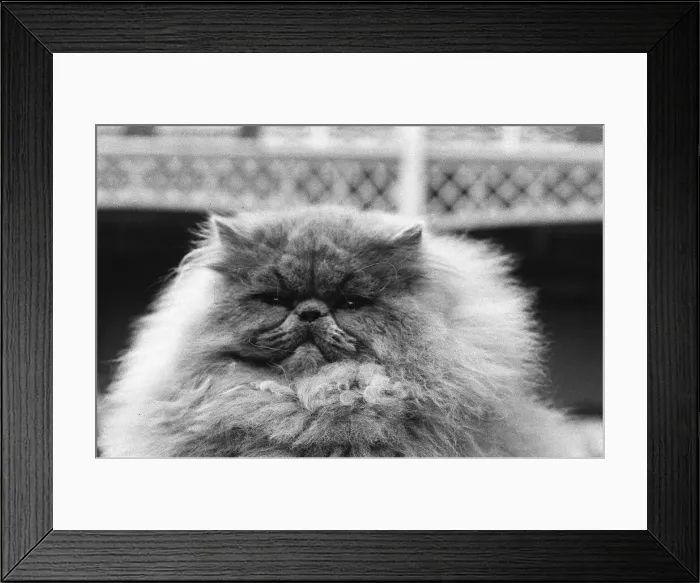 Framed Print : National Cat Club Championship at the Olympia. Blue Persian cat in the show Framed Print : National Cat Club Championship at the Olympia. Blue Persian cat in the show