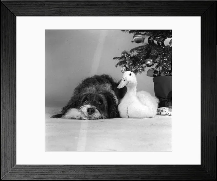 : Pippin the mongrel dog and Florence the duck sitting under a Christmas tree : Pippin the mongrel dog and Florence the duck sitting under a Christmas tree