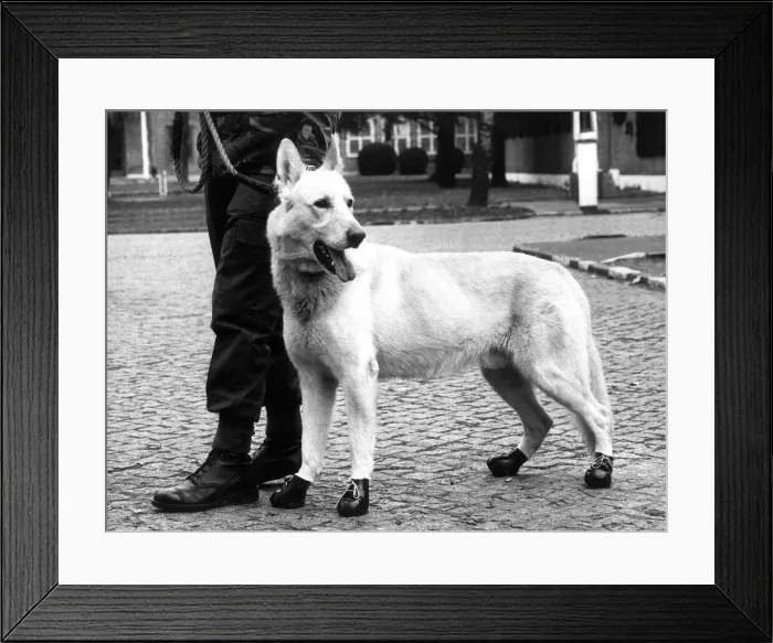 Framed Print : Animals Army Alsation March 1983 All soldiers need good strong boots for