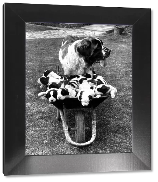 Animal Dogs St Bernard June 1966 Titch has had a litter of 15 puppies at Fareham
