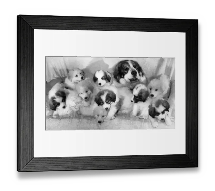 Framed Print : Animals Dogs Pyrrenean Mountain Dog Puppies December 1987 Cherry and Puppies