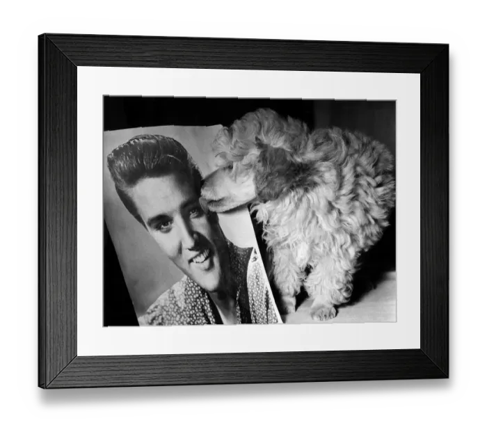 Framed Print : Animals Dogs Toy Poodle Teddy Bear Elvis Presley October 1960 10 week old Golden