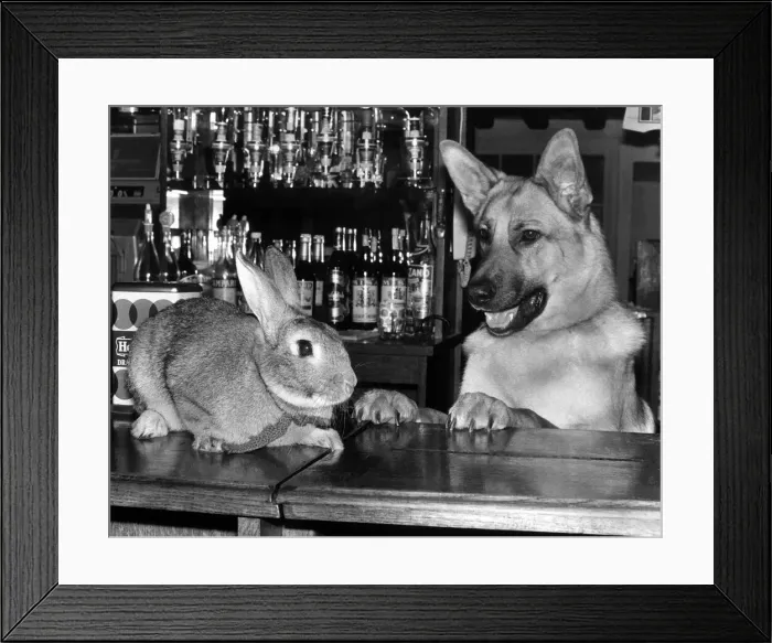 Framed Print : Animals Dogs Alsation German Shepherd Rabbits December 1977 Harold the Rabbit
