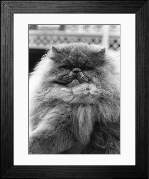Framed Print : National Cat Club Championship at the Olympia. Blue Persian cat in the show Framed Print : National Cat Club Championship at the Olympia. Blue Persian cat in the show