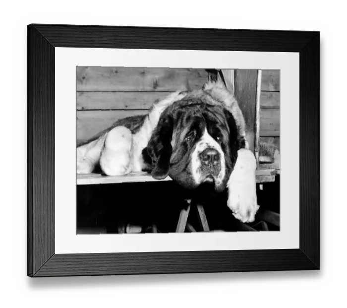 Framed Print : Animal Dogs St Bernard February 1972 St Bernard dog looking sad and dreary Framed Print : Animal Dogs St Bernard February 1972 St Bernard dog looking sad and dreary