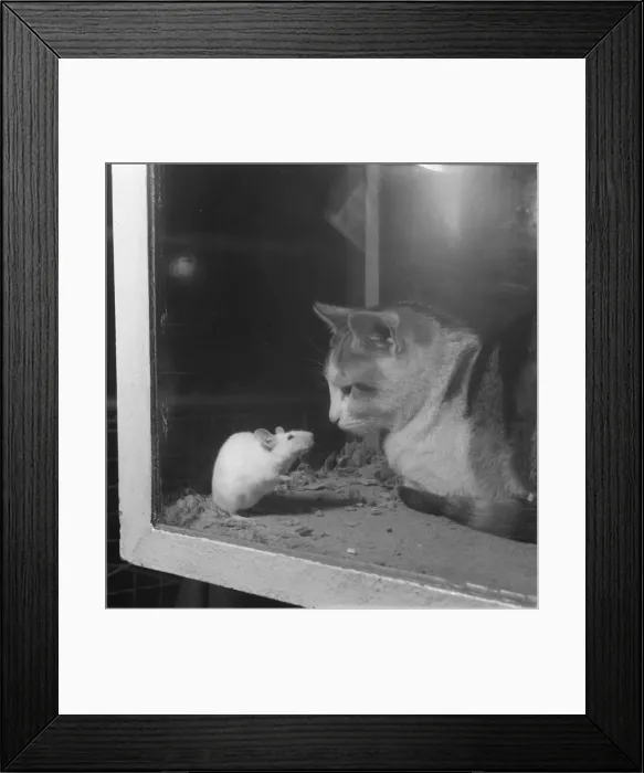 Framed Print : National Cage Bird Exhibition 1958 at Olympia The cat Framed Print : National Cage Bird Exhibition 1958 at Olympia The cat