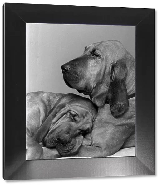 Dogs Bloodhounds Valentines Day
