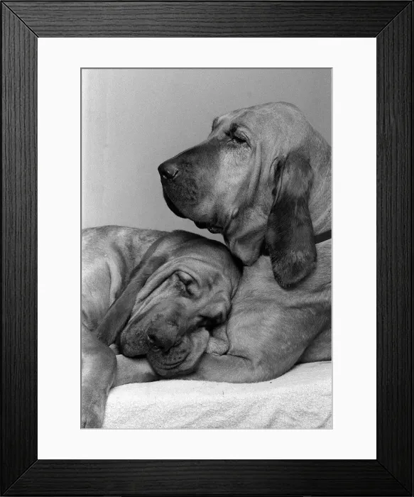 Framed Print : Dogs Bloodhounds Valentines Day
