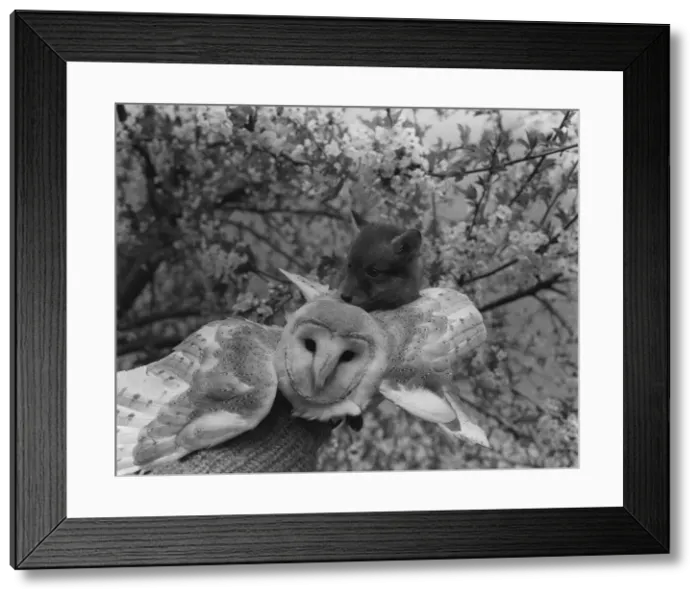 Framed Print : Barn Owl (Barney) and Fox cub (Cherry) who is three weeks old Cherry scrambles up onto Framed Print : Barn Owl (Barney) and Fox cub (Cherry) who is three weeks old Cherry scrambles up onto