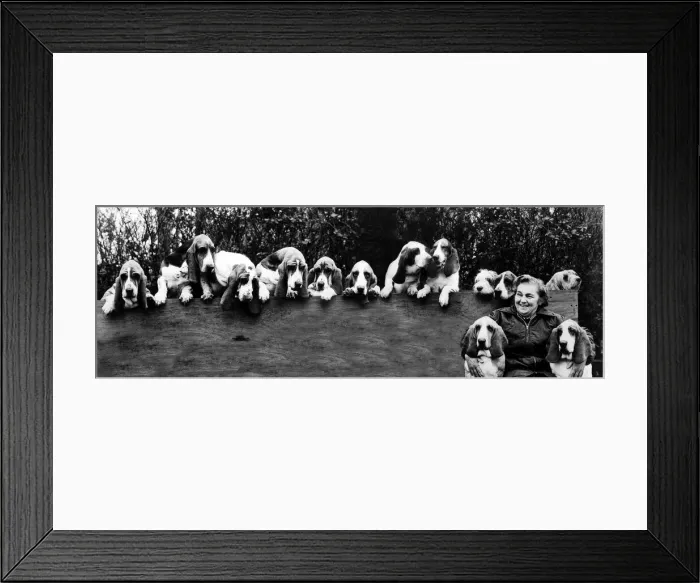 Framed Print : Animals Dogs Bassett Hounds February 1975 Mrs Joan Walker with her 13 Bassett Framed Print : Animals Dogs Bassett Hounds February 1975 Mrs Joan Walker with her 13 Bassett