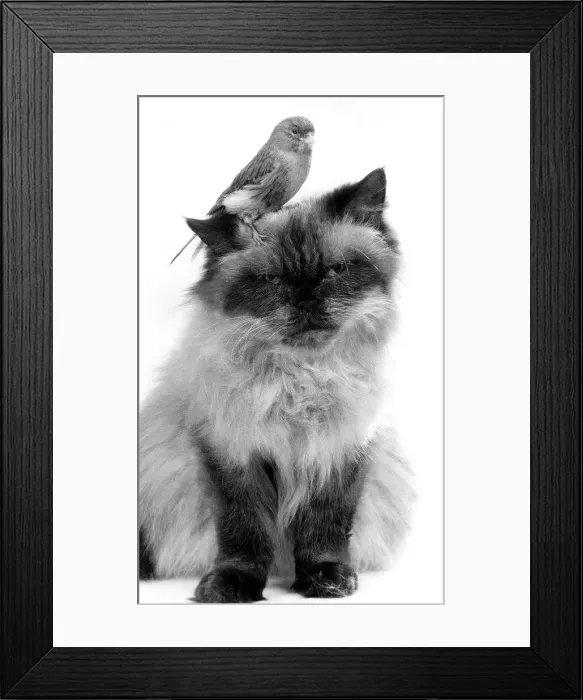 Framed Print : Animals Cat Persian Bird Canary November 1986 Chris the persian who is being Framed Print : Animals Cat Persian Bird Canary November 1986 Chris the persian who is being
