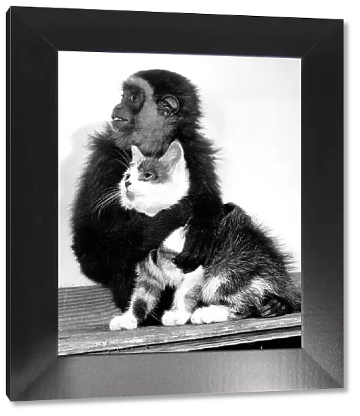 Animals friendships Monkey cat October 1956 Wendy a Gibbon Monkey at Belle Vue Zoo