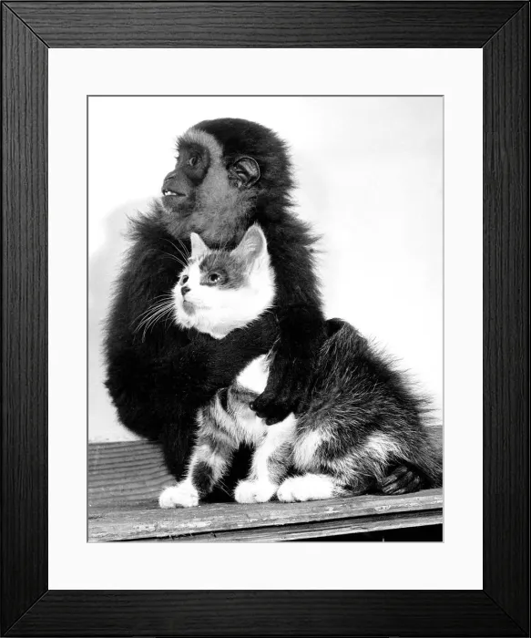 Framed Print : Animals friendships Monkey cat October 1956 Wendy a Gibbon Monkey at Belle Vue Zoo Framed Print : Animals friendships Monkey cat October 1956 Wendy a Gibbon Monkey at Belle Vue Zoo