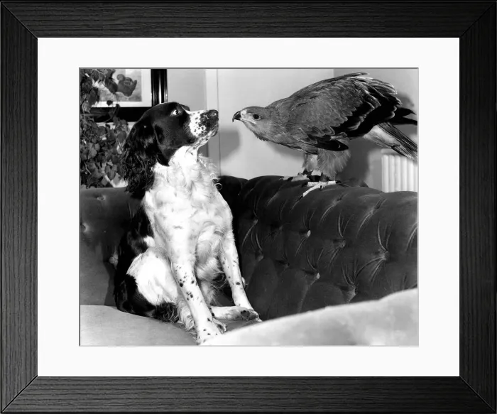 Framed Print : Animals friendship Dogs Dog Bird of Prey African Tawney Eagle September 1983