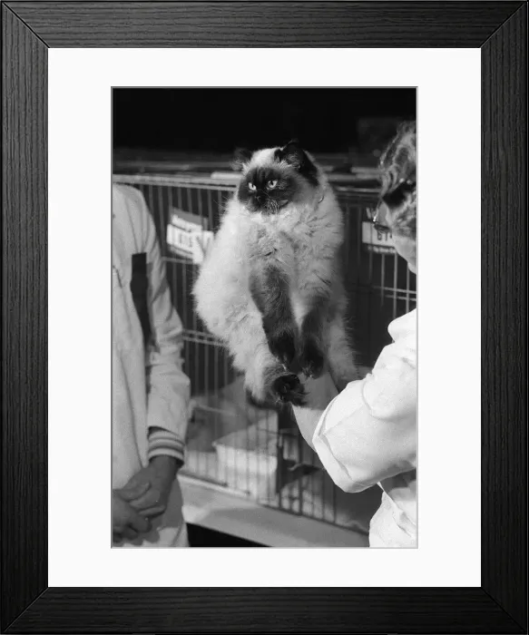 Framed Print : The National Cat Club Championship Show 1978 Framed Print : The National Cat Club Championship Show 1978