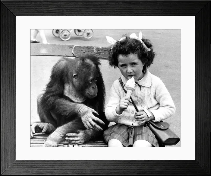 Framed Print : Animal Monkey Orangutan August 1968 Tuan the 4 years old Chessington Zoo Orangutan Framed Print : Animal Monkey Orangutan August 1968 Tuan the 4 years old Chessington Zoo Orangutan
